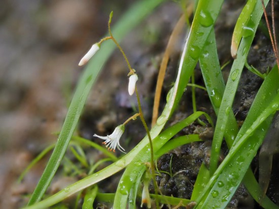 圖為廣西肺筋草。（廣西壯族自治區(qū)中醫(yī)藥研究院供圖）
