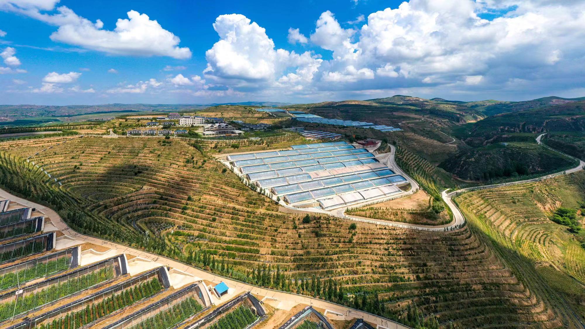 榆嶺窊村豐禾農(nóng)場的果蔬大棚。