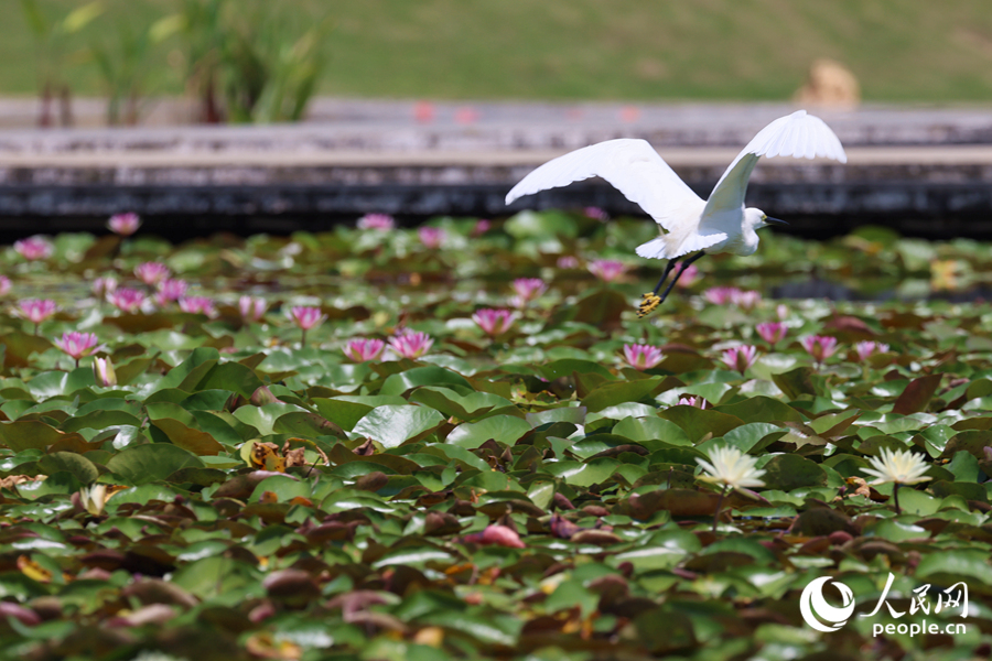 彩蓮滿塘鷺鳥飛。人民網(wǎng)記者 陳博攝