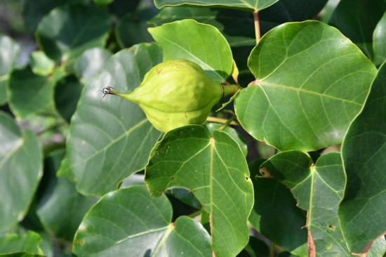 圖為石山油桐。（廣西壯族自治區(qū)中醫(yī)藥研究院供圖）