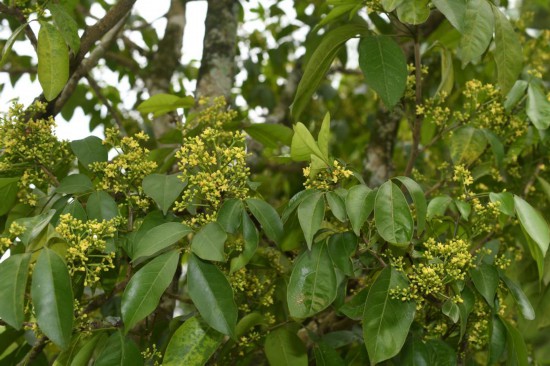 圖為廣西割舌樹。（廣西壯族自治區(qū)中醫(yī)藥研究院供圖）