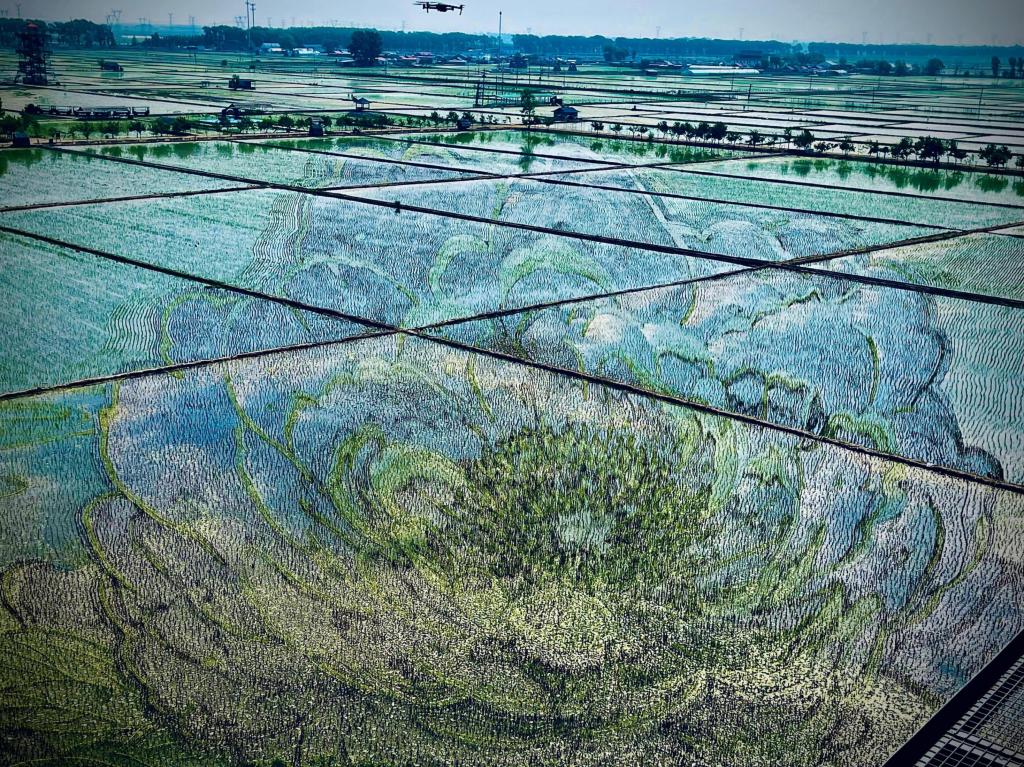國(guó)色山河主題稻田畫(huà)。人民網(wǎng)記者 任妍攝