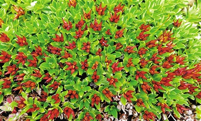 青藏墊柳。資料圖片