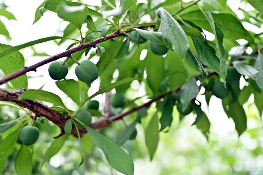 巫山縣曲尺鄉(xiāng)柑園村的脆李樹掛滿青果。鄒樂攝