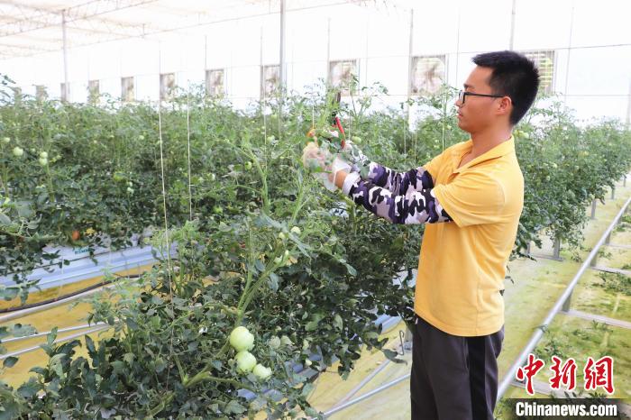 圖為在紅谷灘區(qū)元宇宙·VR數(shù)字農(nóng)業(yè)示范基地七彩番茄培育車間內(nèi)，農(nóng)業(yè)技術(shù)員正在對(duì)番茄植株進(jìn)行修剪?！⌒苠\陽 攝
