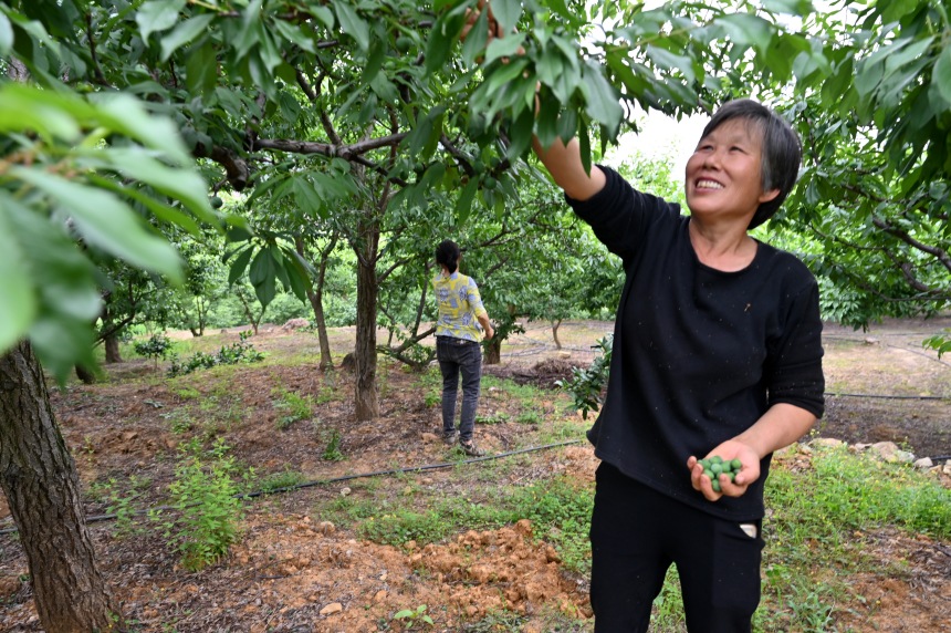 村民們搶抓農(nóng)時，忙著為脆李樹疏果。鄒樂攝