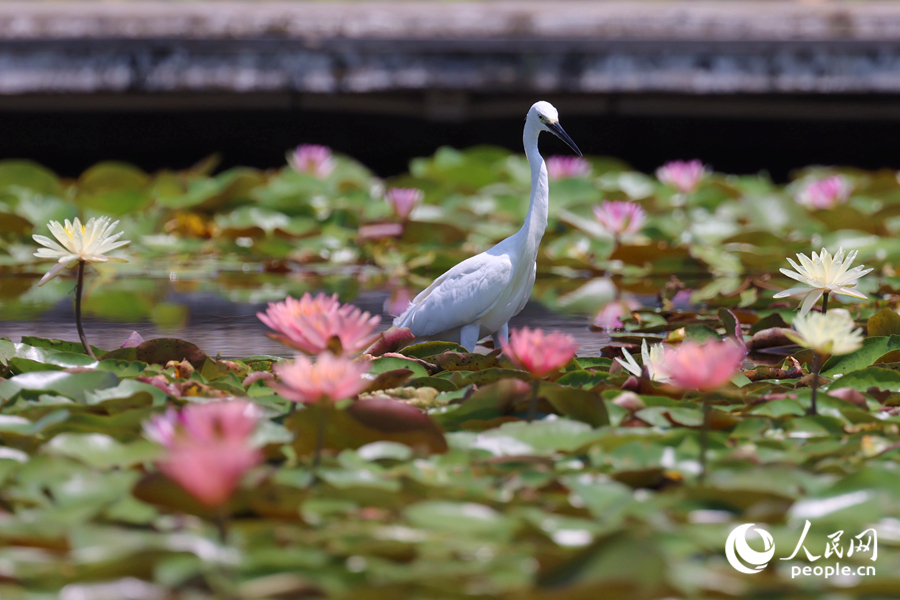 白鷺在睡蓮盛開的池塘中流連。人民網(wǎng)記者 陳博攝