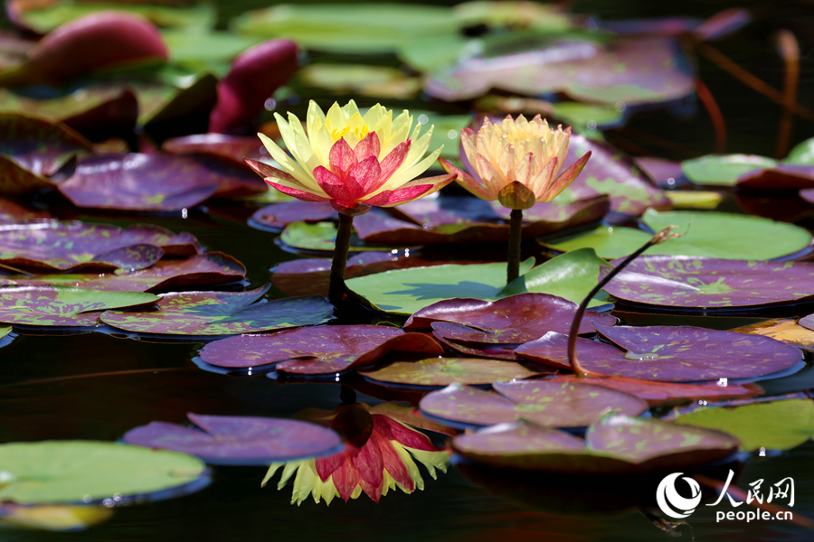 雙色睡蓮與翠綠的蓮葉、清澈的池水相映成畫。人民網(wǎng)記者 陳博攝