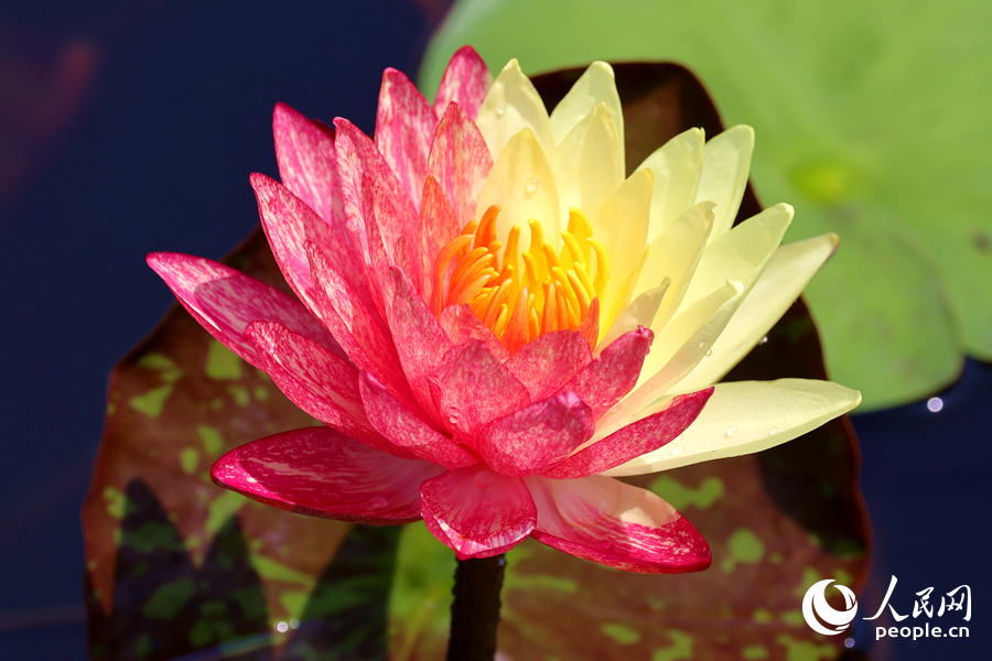 廈門海灣公園中，雙色睡蓮嬌艷欲滴。人民網(wǎng)記者 陳博攝