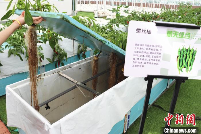 圖為在南昌市紅谷灘區(qū)元宇宙·VR數(shù)字農(nóng)業(yè)示范基地氣霧培養(yǎng)車間里，螺絲椒長勢(shì)良好?！⌒苠\陽 攝