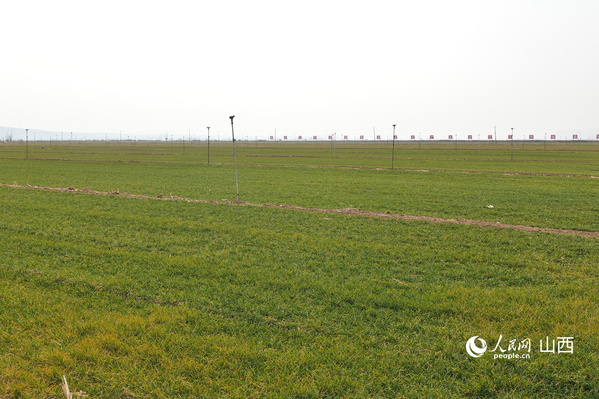 山西省運(yùn)城市芮城縣返青的冬小麥。人民網(wǎng)記者 焦搏文攝