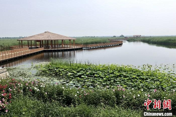 從完成頂層設(shè)計(jì)到如火如荼大規(guī)模建設(shè)，六年來，雄安新區(qū)如春天的竹子一般拔節(jié)生長，這座承載千年大計(jì)的“未來之城”已雄姿初顯。從“一張白紙”開始著墨，如今的雄安新區(qū)已是濃墨重彩的“山水畫”。<a target='_blank' href='/'>中新社</a>記者近日走訪了雄安新區(qū)多地，從“藍(lán)綠金”三色感受這座“未來之城”的巨大變化。圖為7月20日，河北白洋淀上荷花滿淀、蘆花搖曳。 <a target='_blank' href='/'>中新社</a>記者 易海菲 攝