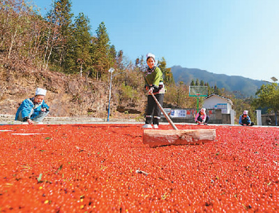 貴州省黔東南苗族侗族自治州榕江縣依托豐富的森林資源，大力發(fā)展林下草珊瑚中藥材種植等林下經(jīng)濟(jì)，實(shí)現(xiàn)農(nóng)民增收、林業(yè)增效。圖為榕江縣興華水族鄉(xiāng)星月村草珊瑚種植基地內(nèi)，村民在采收、晾曬草珊瑚果。 周光勝攝（人民視覺）